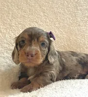 Cupcake , a female Miniature Dachshund for sale in McArthur, OH – 1 of 9