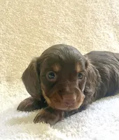 Sugar , a female Miniature Dachshund for sale in McArthur, OH – 2 of 8