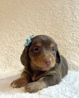 Frankie , a male Miniature Dachshund for sale in McArthur, OH – 3 of 10