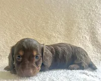 Sugar , a female Miniature Dachshund for sale in McArthur, OH – 7 of 8