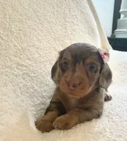 Cupcake , a female Miniature Dachshund for sale in McArthur, OH – 7 of 9