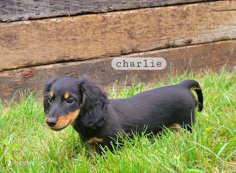 Charlie  – Miniature Dachshund puppy for sale in McArthur, OH