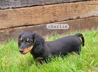 Charlie , a male Miniature Dachshund for sale in McArthur, OH – 1 of 6