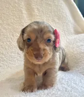 Muffin , a female Miniature Dachshund for sale in McArthur, OH – 8 of 10