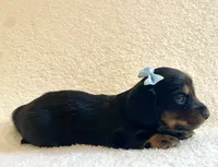 Georgie , a male Miniature Dachshund for sale in McArthur, OH – 8 of 9