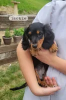 Jackie , a male Miniature Dachshund for sale in McArthur, OH – 4 of 5