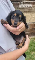 Georgie , a male Miniature Dachshund for sale in McArthur, OH – 4 of 5
