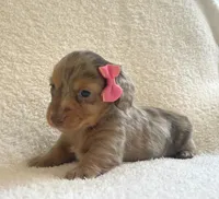 Muffin , a female Miniature Dachshund for sale in McArthur, OH – 4 of 10