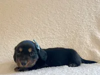 Georgie , a male Miniature Dachshund for sale in McArthur, OH – 7 of 9