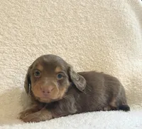 Frankie , a male Miniature Dachshund for sale in McArthur, OH – 10 of 10