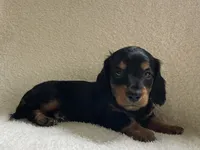 Charlie , a male Miniature Dachshund for sale in McArthur, OH – 4 of 5