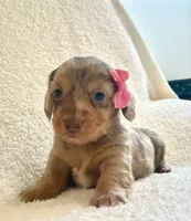 Muffin , a female Miniature Dachshund for sale in McArthur, OH – 7 of 10