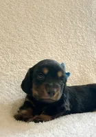 Georgie , a male Miniature Dachshund for sale in McArthur, OH – 2 of 9
