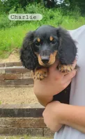 Charlie , a male Miniature Dachshund for sale in McArthur, OH – 4 of 6