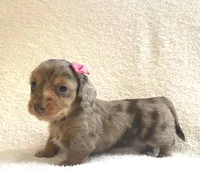 Muffin , a female Miniature Dachshund for sale in McArthur, OH – 10 of 10