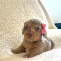 Muffin , a female Miniature Dachshund for sale in McArthur, OH – 3 of 10