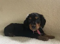 Pansie , a female Miniature Dachshund for sale in McArthur, OH – 5 of 7