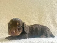 Sugar , a female Miniature Dachshund for sale in McArthur, OH – 8 of 8