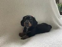 Iris , a female Miniature Dachshund for sale in McArthur, OH – 7 of 7