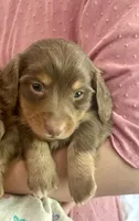 Frankie , a male Miniature Dachshund for sale in McArthur, OH – 8 of 10