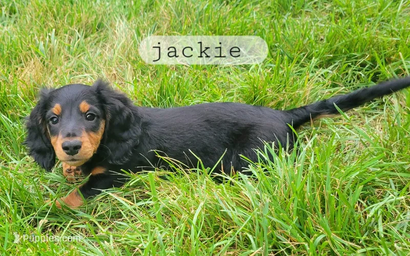 Jackie  – Miniature Dachshund puppy for sale in McArthur, OH