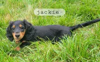 Jackie , a male Miniature Dachshund for sale in McArthur, OH – 1 of 5