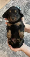 Georgie , a male Miniature Dachshund for sale in McArthur, OH – 5 of 9