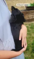 Charlie , a male Miniature Dachshund for sale in McArthur, OH – 3 of 6