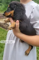Charlie , a male Miniature Dachshund for sale in McArthur, OH – 5 of 6