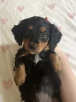 Pansie , a female Miniature Dachshund for sale in McArthur, OH – 2 of 7