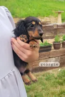 Georgie , a male Miniature Dachshund for sale in McArthur, OH – 3 of 5