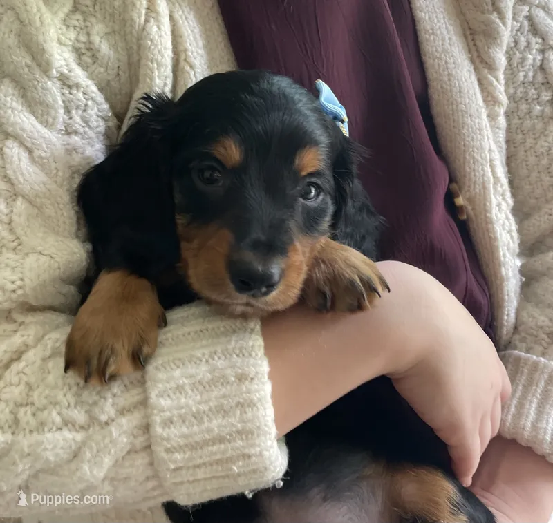 Charlie  – Miniature Dachshund puppy for sale in McArthur, OH