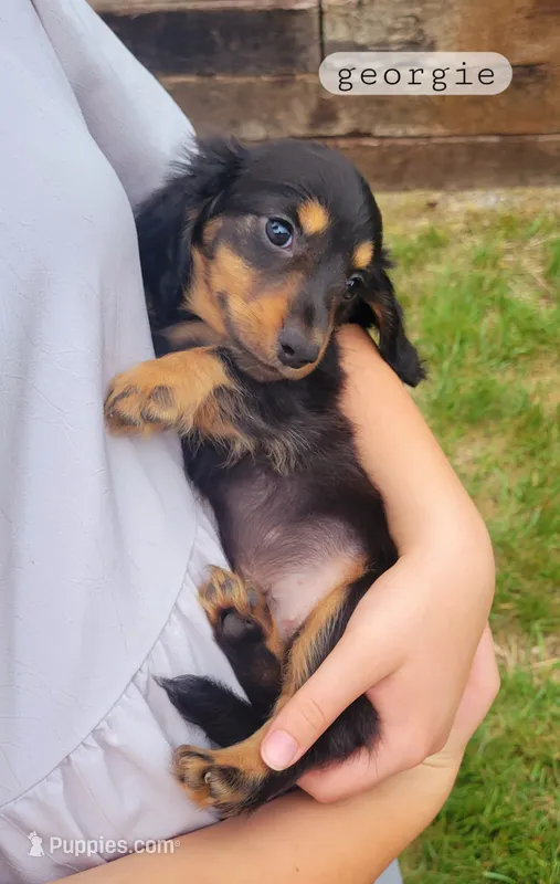 Georgie  – Miniature Dachshund puppy for sale in McArthur, OH
