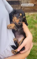 Georgie , a male Miniature Dachshund for sale in McArthur, OH – 1 of 5