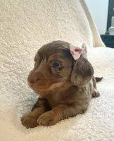 Cupcake , a female Miniature Dachshund for sale in McArthur, OH – 4 of 9
