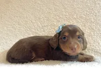 Frankie , a male Miniature Dachshund for sale in McArthur, OH – 2 of 10
