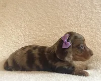 Cupcake , a female Miniature Dachshund for sale in McArthur, OH – 6 of 9