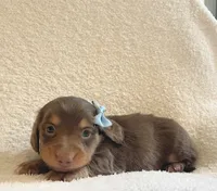 Frankie , a male Miniature Dachshund for sale in McArthur, OH – 4 of 10