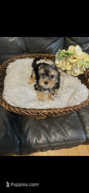 (AKC Pedigree). Wisky  – Yorkshire Terrier puppy for sale in Lyons, IL