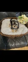 (AKC Pedigree). Wisky , a male Yorkshire Terrier for sale in Lyons, IL – 1 of 3