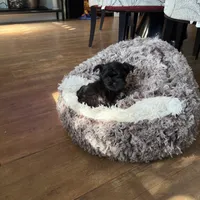 Tcup exotic yorkie!🖤, a male Yorkshire Terrier for sale in Lyons, IL – 5 of 5