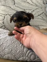 Aria, a female Yorkshire Terrier for sale in Lyons, IL – 3 of 7