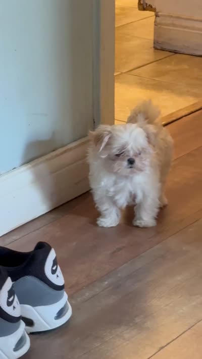 Darla tiny puppy 🐶 , a female Morkie for sale in Lyons, IL – 3 of 3