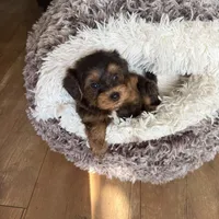 Tcup Butter , a male Yorkshire Terrier and Poodle - Miniature  for sale in Lyons, IL – 3 of 5