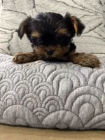 Aria, a female Yorkshire Terrier for sale in Lyons, IL – 2 of 7