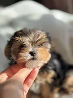 Teacup Princess🩷, a female Yorkshire Terrier for sale in Lyons, IL – Photo 5 of 10