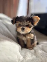 Teacup Princess🩷, a female Yorkshire Terrier for sale in Lyons, IL – Photo 6 of 10