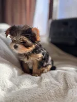 Teacup Princess🩷, a female Yorkshire Terrier for sale in Lyons, IL – Photo 7 of 10