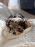 Teacup Princess🩷, a female Yorkshire Terrier for sale in Lyons, IL – Photo 3 of 10