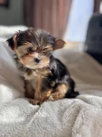 Teacup Princess🩷, a female Yorkshire Terrier for sale in Lyons, IL – Photo 9 of 10